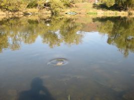 Berounka 2-vysazování ryb na ostrově v Zadní Třebáni 21.10.08 (2).JPG